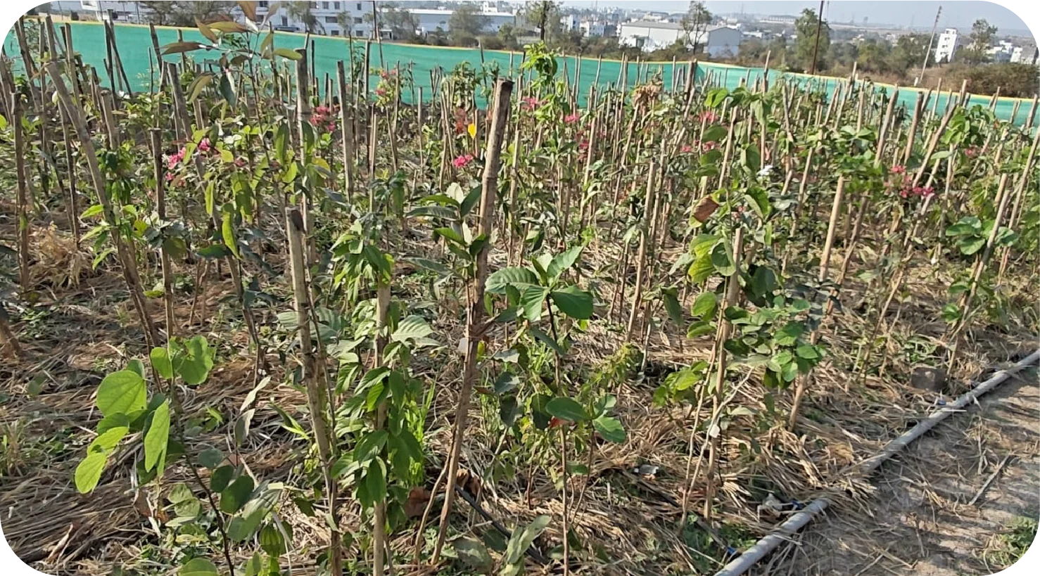 Wide view of developing Miyawaki forest with multiple saplings
